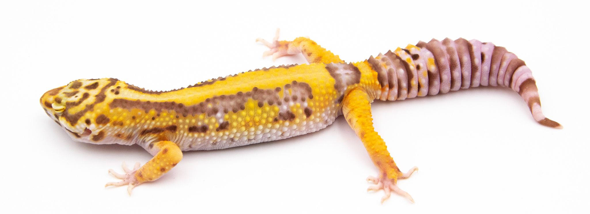 EJ95 - Gecko Léopard - Eublepharis Macularius Bold Stripe Bell - non sexé - NC 2021
