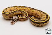 Python royal - Python regius Super Stripe Pastel