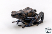 Dendrobates auratus - Dendrobate doré Pena Blanca