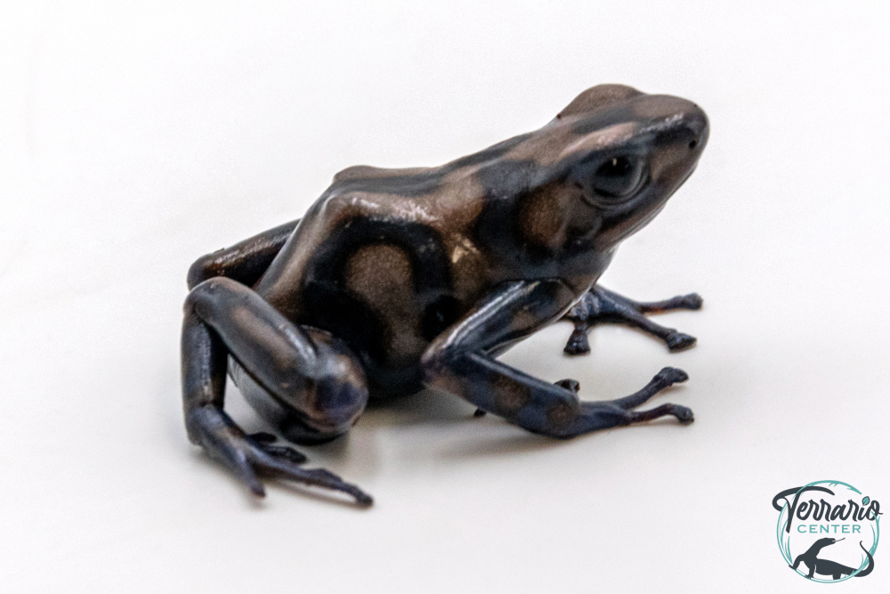 Dendrobates auratus - Dendrobate doré Pena Blanca