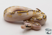 Python royal - Python regius Highway Pastel