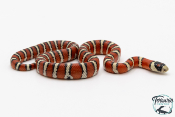 Lampropeltis pyromelana - Serpent roi de Chihuahua