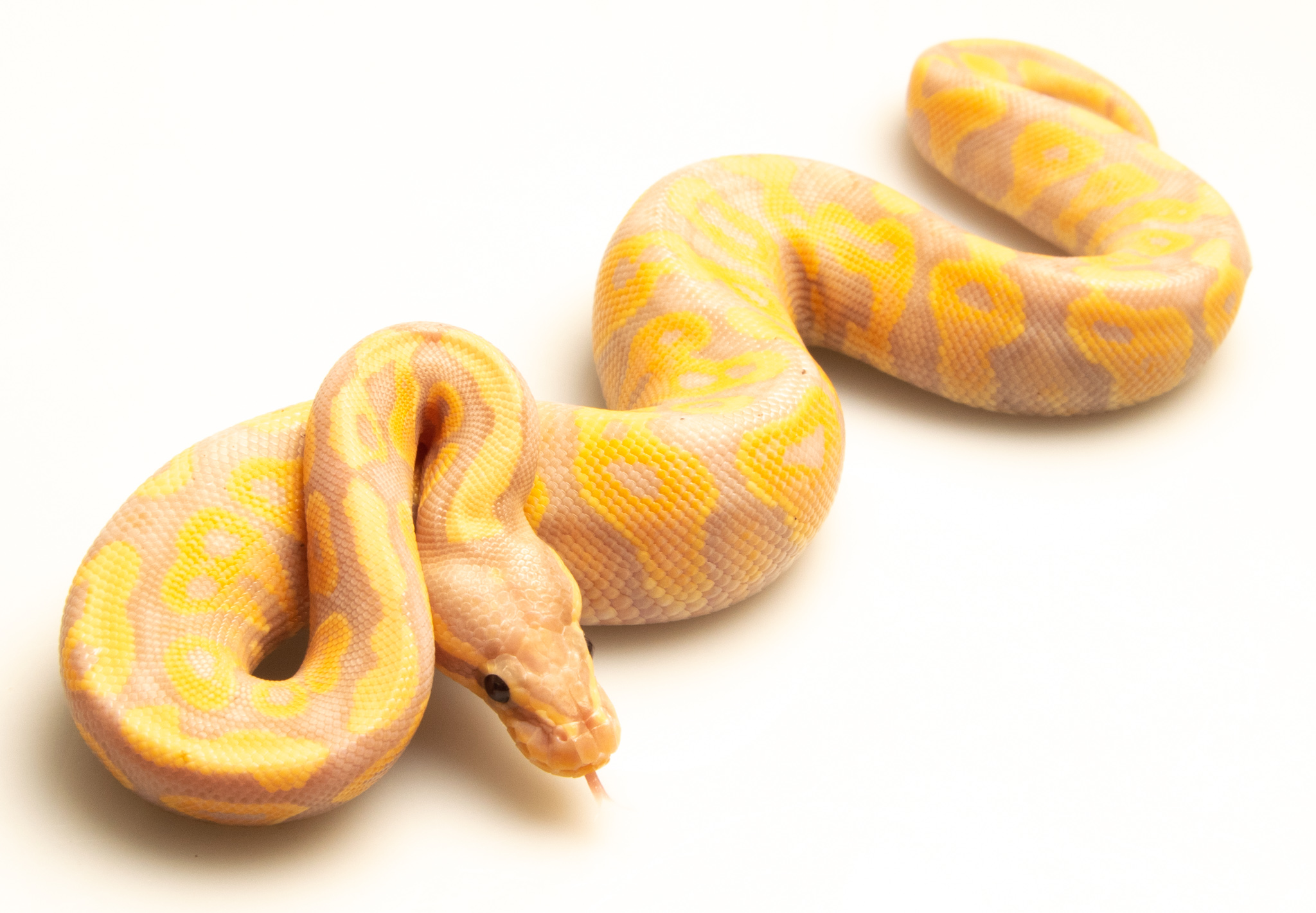 Python royal - Python regius Banana
