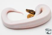 Python royal - Python regius Piebald Mojave