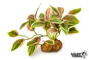 Tradescantia Rose sur Pied - 10 cm