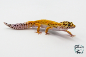 EM34 - Gecko Léopard - Eublepharis Macularius Tangerine - Mâle