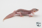 EM57 - Gecko Léopard - Eublepharis Macularius Total Eclipse - Femelle 