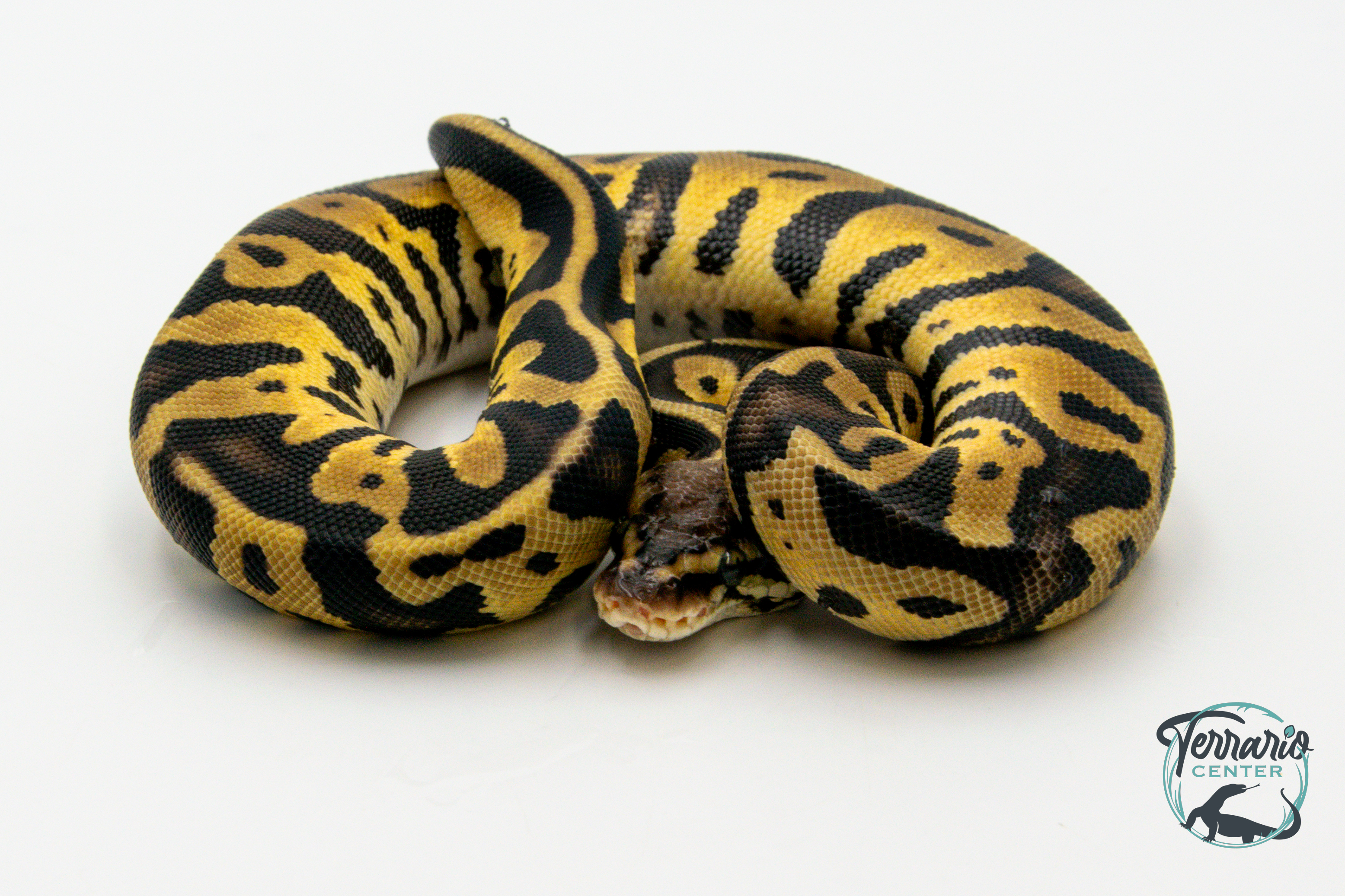 Python royal - Python regius Leopard Pastel possible het Clown