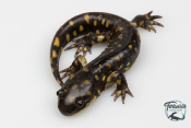 Ambystoma tigrinum - Salamandre tigrée