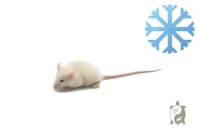 Souris congelés de 7-10g RESERVATION
