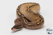 Python royal - Python regius Highway