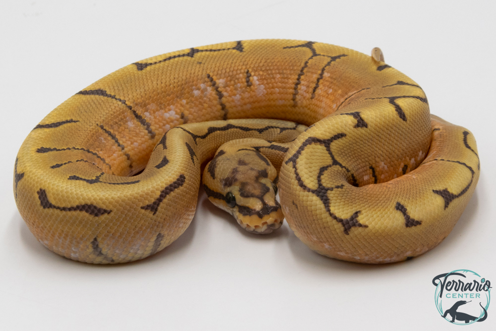 Python royal - Python regius Stinger Bee Hypo