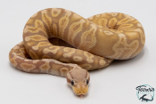 Python royal - Python regius Banana Pastel GHI 