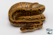 Python royal - Python regius Pinstripe Yellow Belly