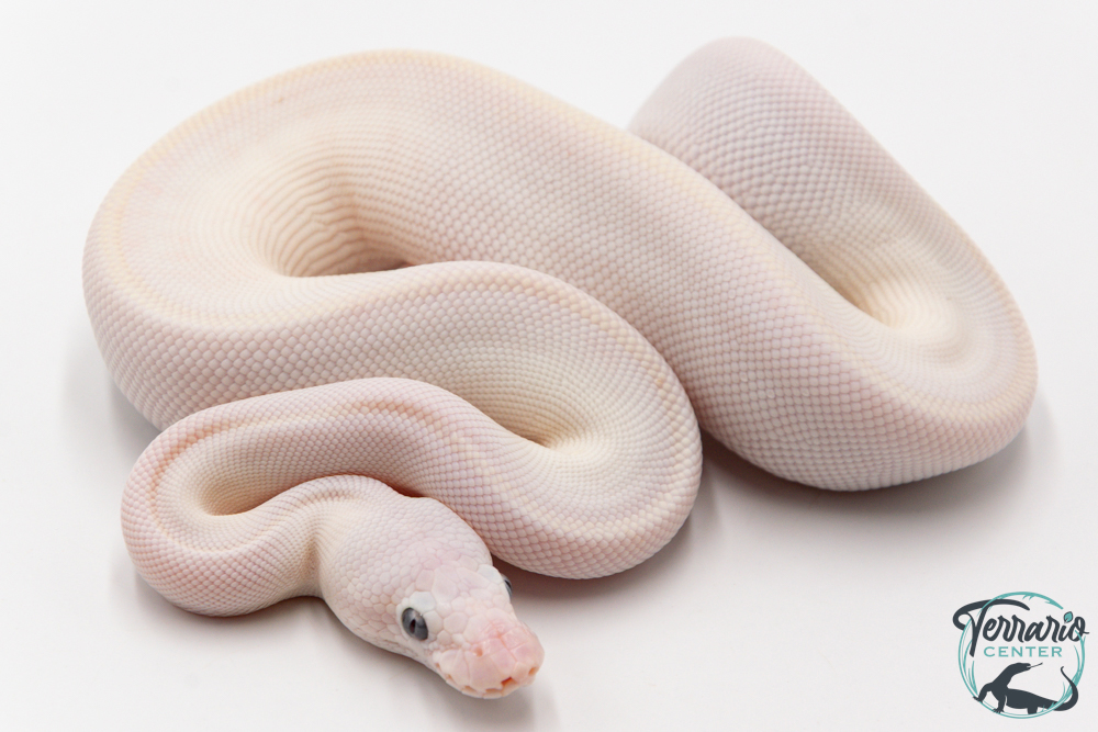 Python Royal - Python regius Leucistic