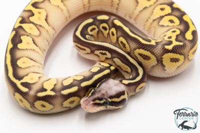 Python royal - Python regius Super Pastel Butter