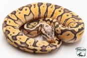 Python royal - Python regius Super Pastel Yellow Belly