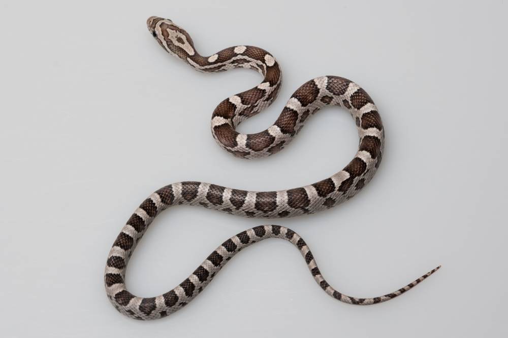 Serpent des blés - Pantherophis guttatus Anery