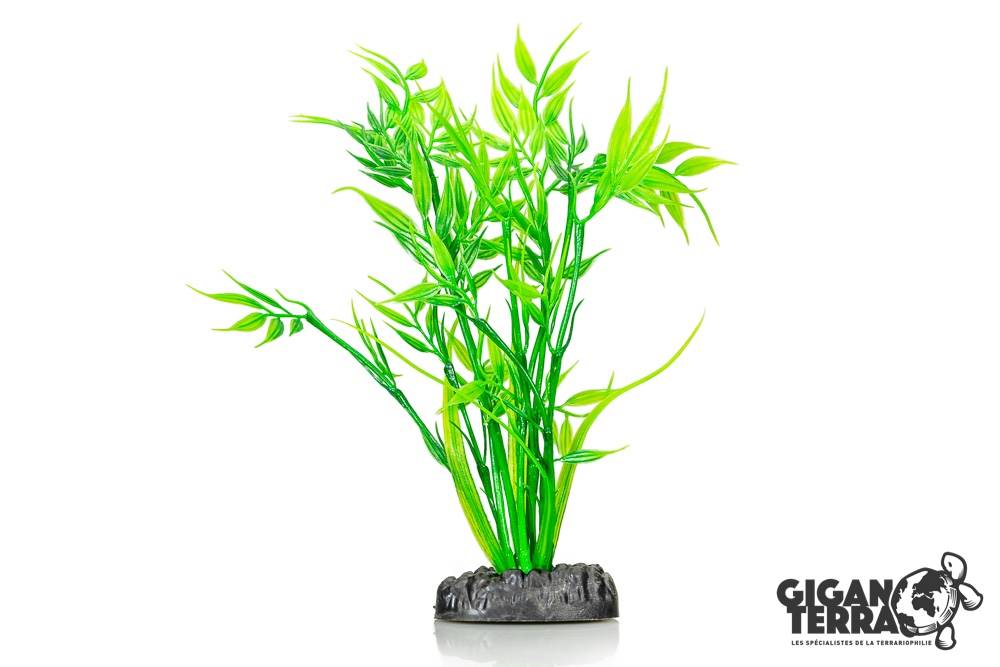Plante Aqua 652 - H 20cm