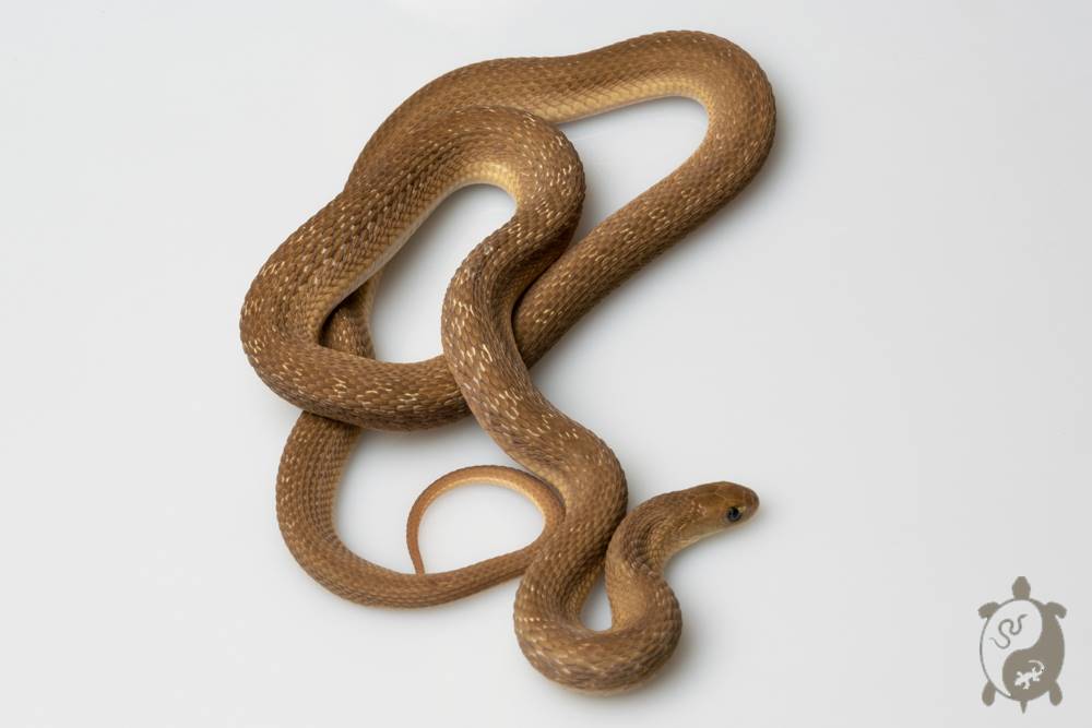 Dasypeltis gansi - Serpent gobeur d'œufs 