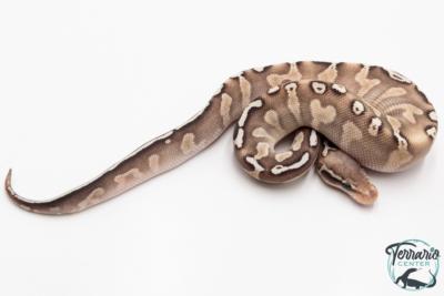 Python royal - Python regius GHI Butter Special