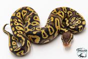 Python royal - Python regius Phantom Pastel