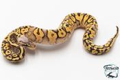Python royal - Python regius Super Pastel Yellow Belly