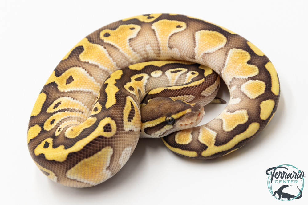 Python royal - Python regius Butter