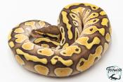 Python royal - Python regius Butter