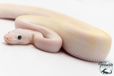 Python Royal - Python regius Ivory Lemon Blast