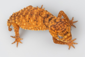 Nephrurus amyae - Gecko à queue en bouton - &#9794; - 03