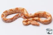 Boa constricteur - Boa imperator Junglow Kahl 