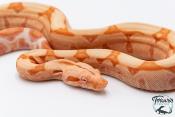 Boa constricteur - Boa imperator Junglow Kahl 