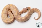 Python royal - Python regius Banana Yellow Belly