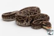 Python royal - Python regius Black Pewter Leopard