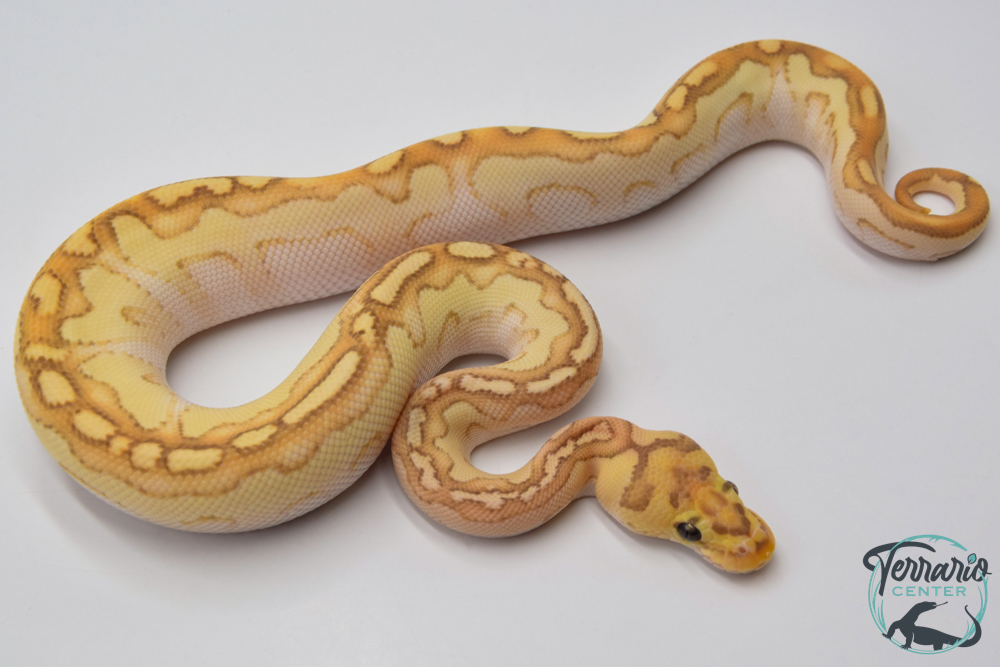 Python royal - Python regius Banana Clown Lesser