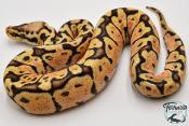 Python royal - Python regius Woma Pastel Yellow Belly