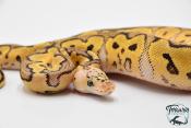 Python royal - Python regius Clown Pastel