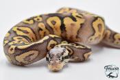 Python royal - Python regius Super Pastel Yellow Belly
