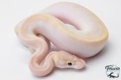 Python Royal - Python regius Ivory