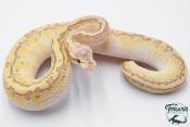 Python royal - Python regius Emperor Pinstripe 