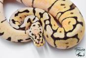 Python royal - Python regius Bumblebee