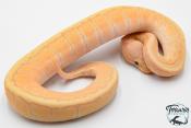 Python royal - Python regius Banana Pinstripe