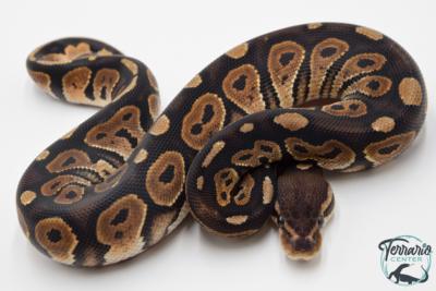 Python royal - Python regius Cinnamon