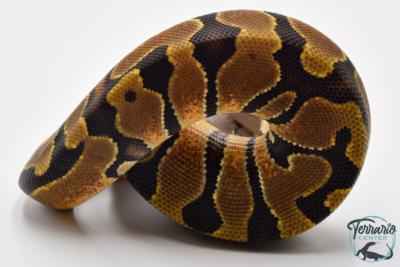 Python royal - Python regius Enchi het Hypo