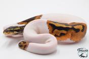 Python Royal - Python regius Piebald