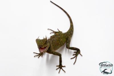 Acanthosaura armata - Dragon cornu des montagnes