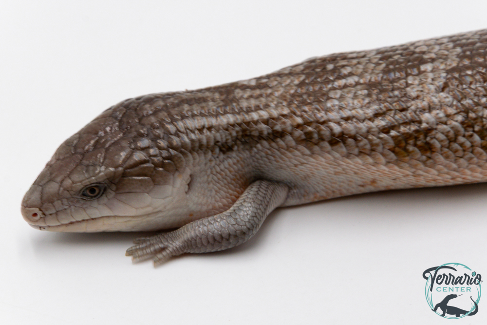 Tiliqua scincoides chimaerea - Scinque à langue bleue