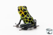 Ranitomeya imitator "Tarapoto" - Dendrobate imitateur