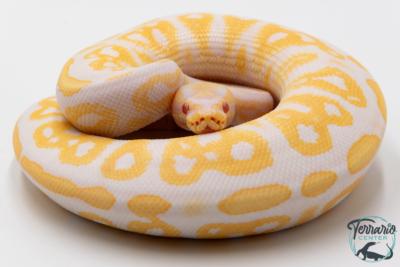 Python royal - Python regius Albinos Black Pastel